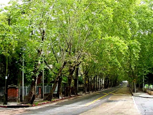 19 de Abril esquina A. Pelossi