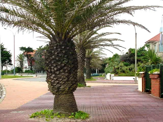 Rambla T. Berreta casi Av. Bolivia